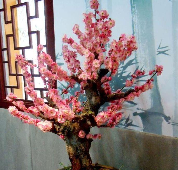 美得倾国倾城的4种花,四季开花不断,阳台变成一片花湖