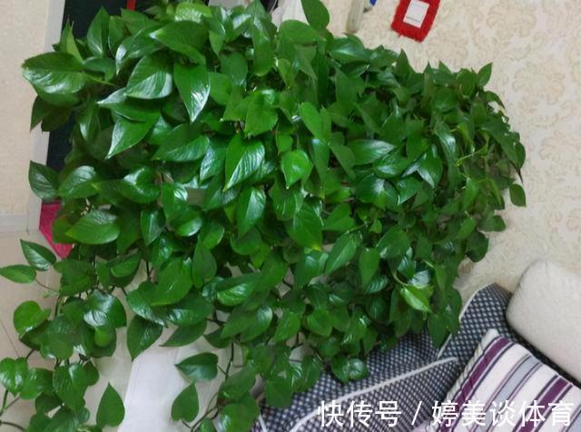 肥料|绿萝总黄叶烂叶,都是“太勤”惹的祸,因为养绿萝一定要“懒”