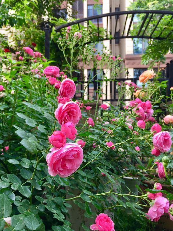 花量最大的“月季花”，香如兰花，好养如“绿萝”，且抗病性强