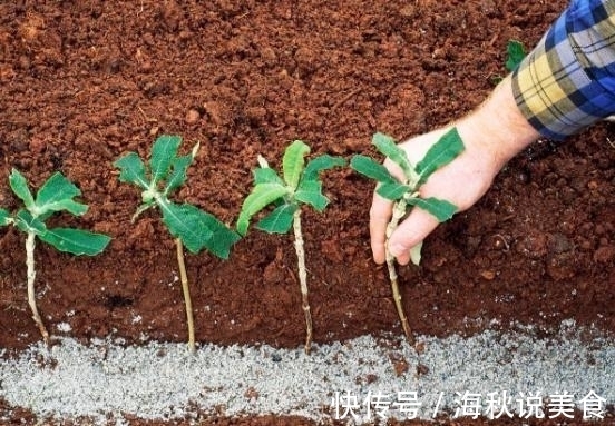 11月种这“3”种花，不用花钱，一根枝条长满一盆，错过等明年