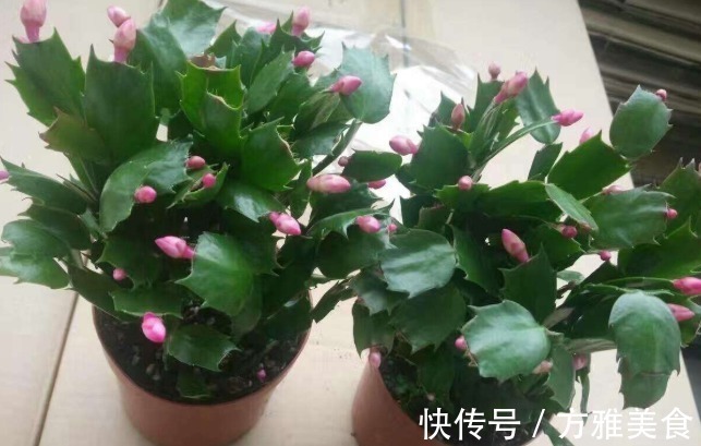 量天尺|还花什么钱买蟹爪兰,用上养花高手的方法,不花一毛钱就能养出来