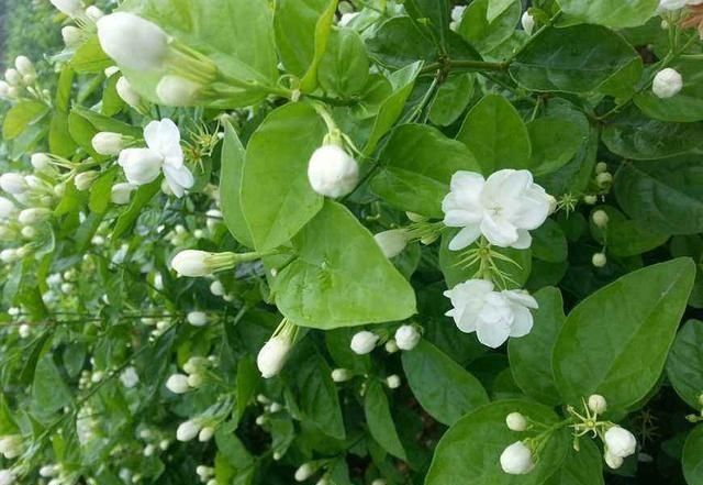 夏日的茉莉花就离不开它们,开花效果太好,黄叶都不见一片