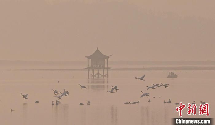 李信君$山东荣成：水墨天鹅湖