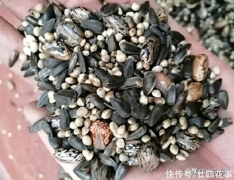 浇水|君子兰秋天翻盆,有5段“顺口溜”,简单好学,新手照做即可