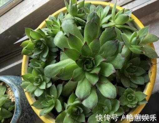 养观音莲,4个小技巧,侧芽不断冒,长出一大圈,一棵变多棵!