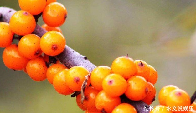 农民叫一种野果为“救命果”,吃一点防心脏病、能抗癌、治失眠!