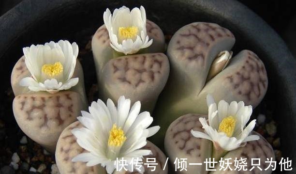 夏季多肉植物应该怎么养新手必学的专业术语，不怕多肉不爆盆！