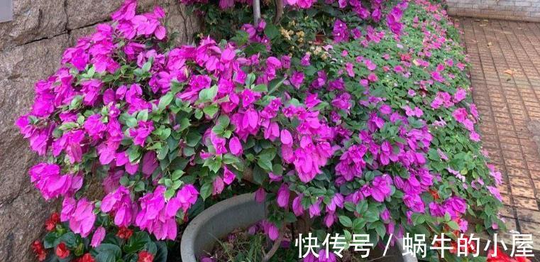 花友们|如何给三角梅控水，让它成为当之无愧的“开花机器”？
