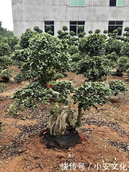 可以摆阳台的“镇宅树”,1盆价值“1万”,养8年像盆景,值钱