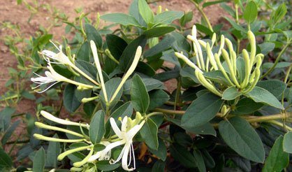 菊花茶|菊花加此物泡一泡，每天来一杯，排毒养颜，清肠补血，肝脏更健康