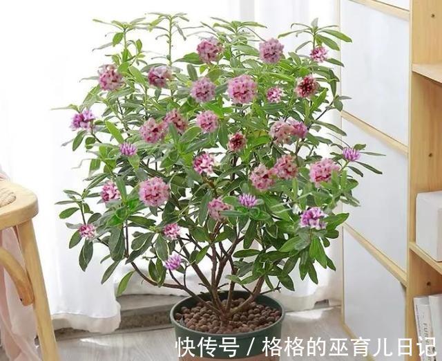 农历|农历十一月大雪过后,养什么花?家里养3种花,红红火火好运连连