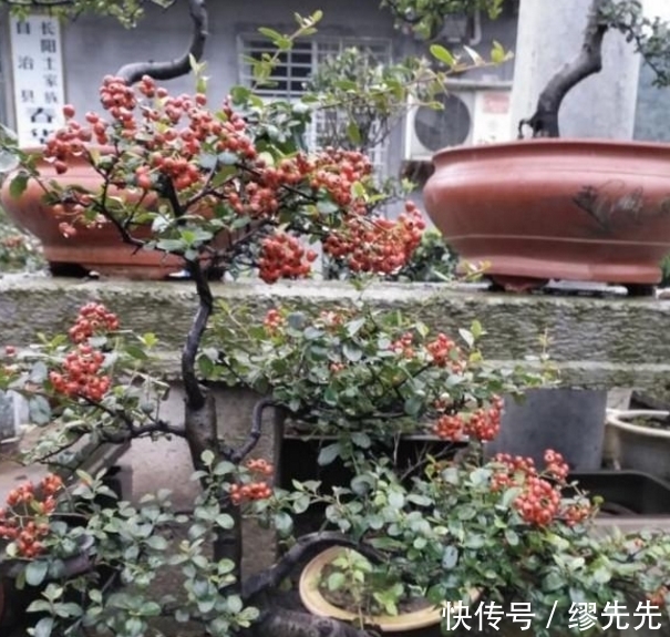 植物|农村遍地都是的植物，随便砍一棵都能做成盆景，别说你还不知道！