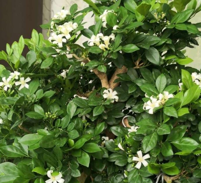 香气|种在阳台的九里香,既能净化空气环境,又能满屋飘香