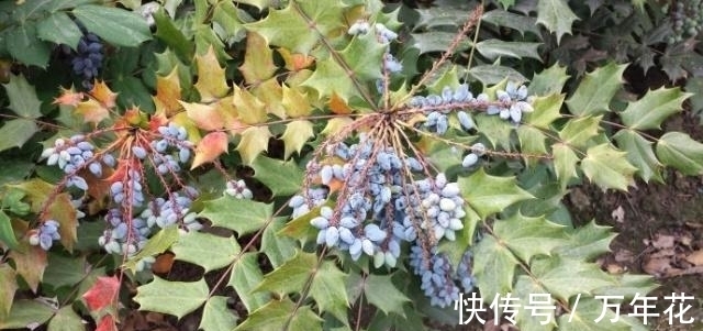 养花|这种“花”对人有“大功劳”，花朵一串串，是小感冒、痢疾大克星