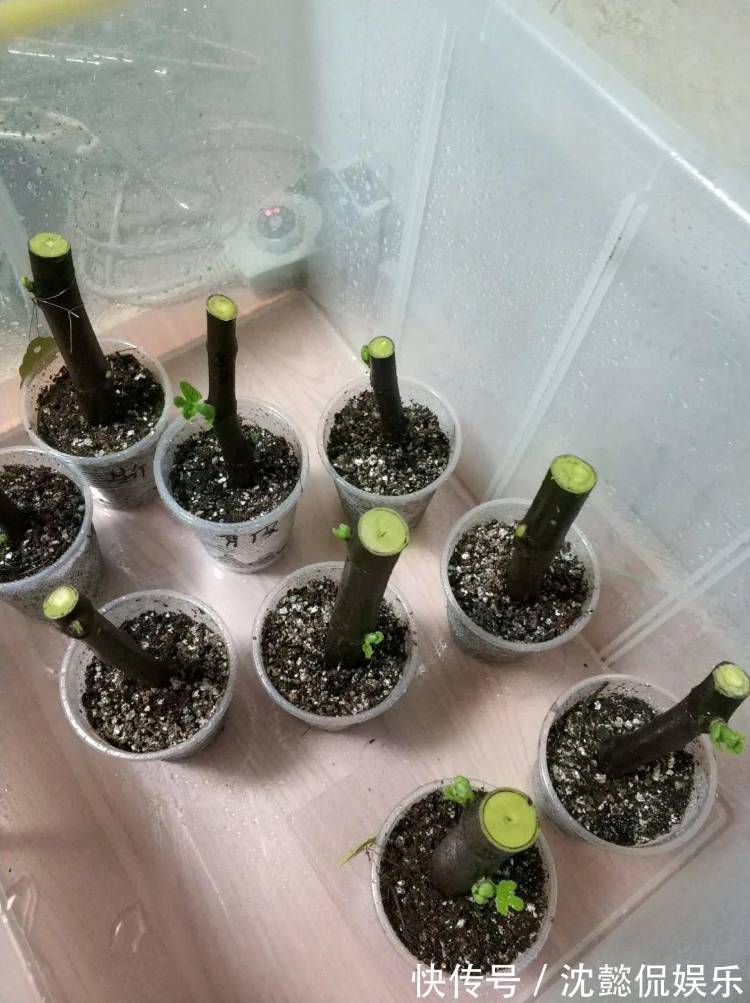 枝条|大粗杆插土里,7天生根,当年结果压弯枝,不用买水果了!