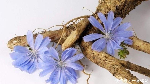 高尿酸|痛风?高尿酸血症?望羊肉、海鲜兴叹?中药治疗痛风,了解下!