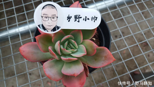 多肉服|多肉服盆难，了解这4个原因再纠正，肉肉轻松服盆