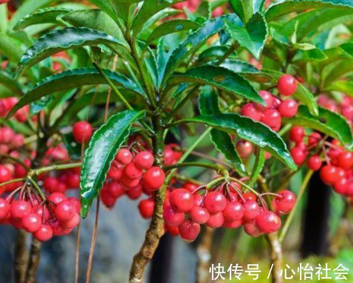 养花就养这几款,全年开花不停,花姿妖娆,繁花似锦,姿色艳丽