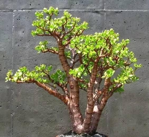 养这“2种”树,能成“老桩”,越养殖越好看,而且“价格高”