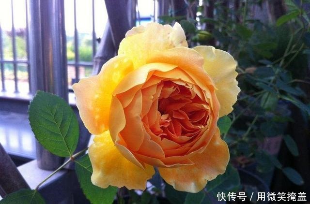 这种花不仅漂亮,还有荔枝味花香,四季开花,还很好养,值得拥有!