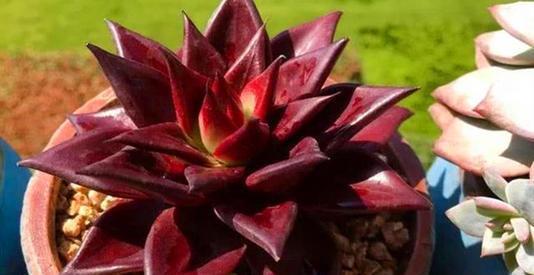 3种多肉长出状态绝美,养的人多少有人养好,你养过几种?