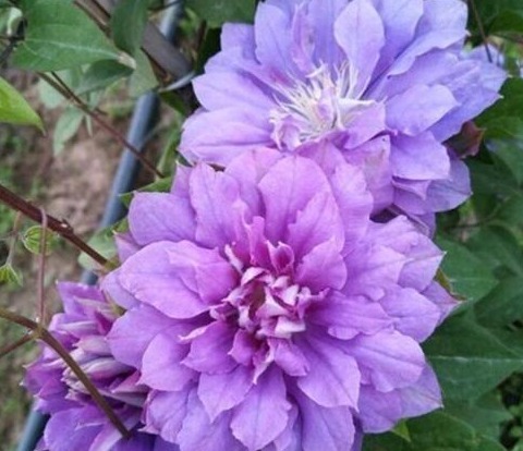 养花10年的李小姐,只养“1种花”,没想到,花盛开后,人见人夸