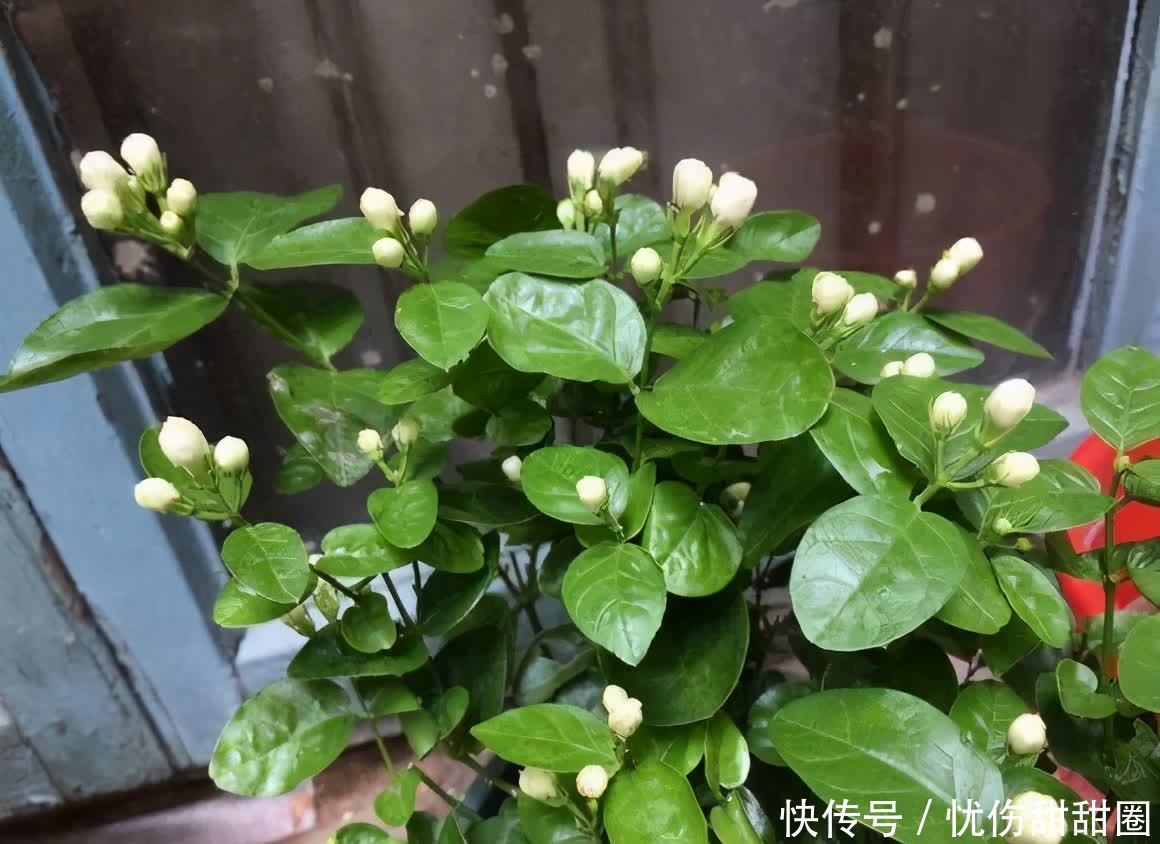 修剪|养茉莉花有“3点”很重要,株型更美,开花更多,又香又好看