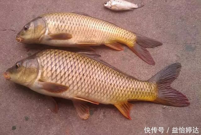 户外野钓，到底拿什么来钓鱼，才能钓得到，钓的多