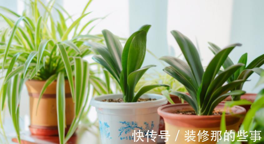 花草|在城里养花,盆栽旧土不丢,这么一处理,比刚买的新土都好使