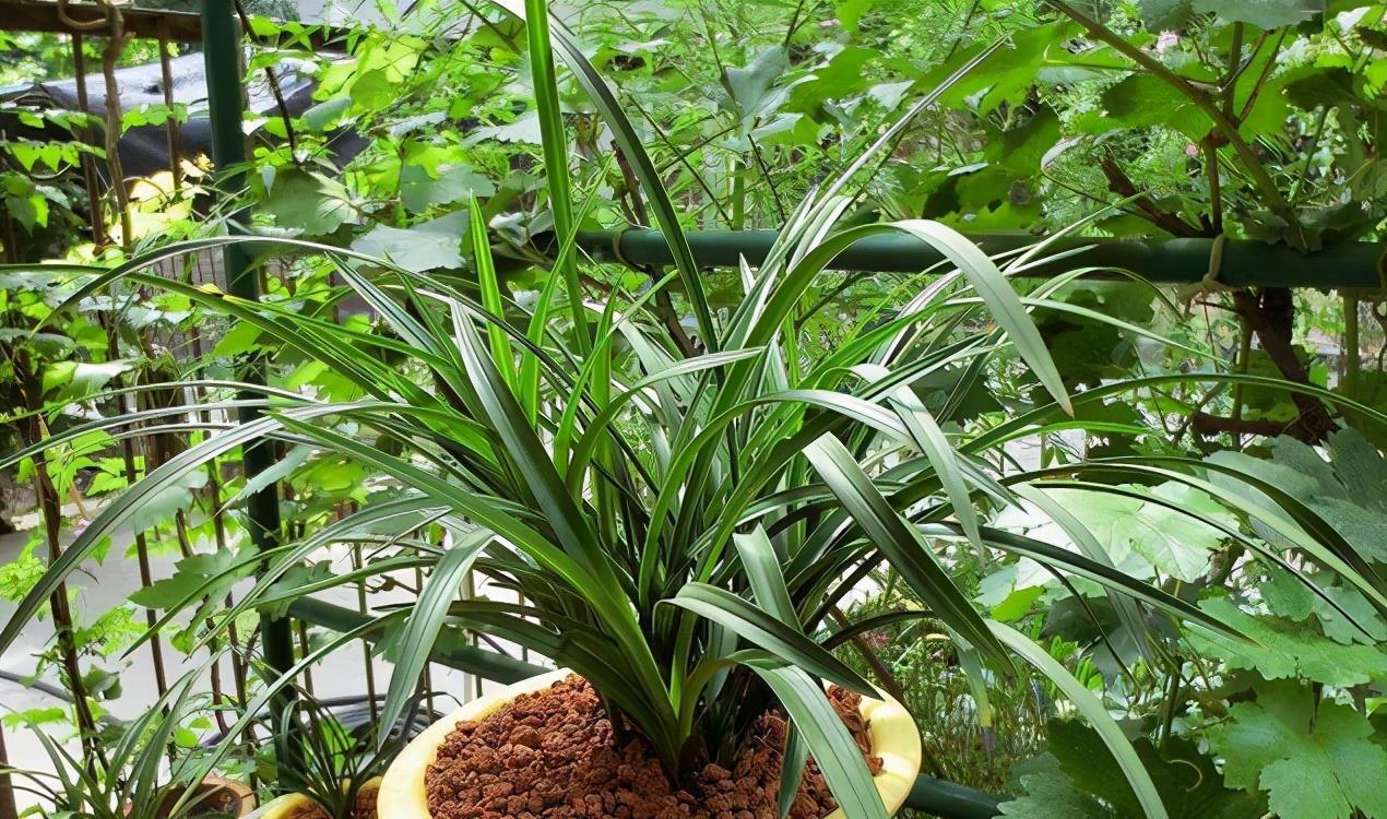 羊粪、过期牛奶养花,用好了,植物长得壮、土壤肥力十足