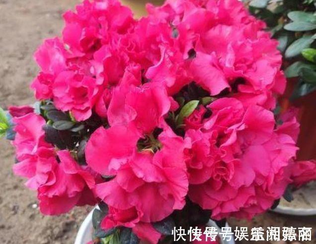 家里养此款花卉,便宜好养,镇宅、聚财又养人,大家都抢着买!