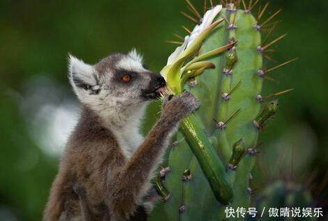 这几种盆栽会带来晦气，以后尽量不要养，后悔现在才知道！