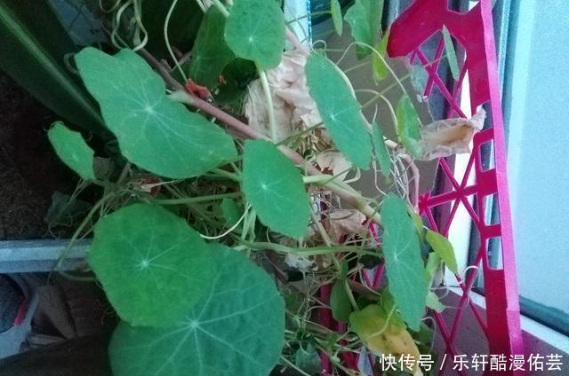 金丝荷叶花。不开花,看叶子也挺好看的