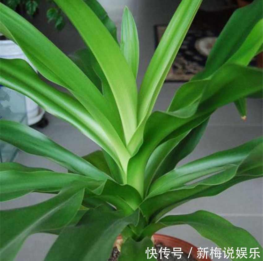 君子兰|六种盆栽，除甲醛、净化环境还招财，室内放一盆高端大气上档次