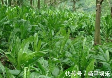 蒲公英根|17岁女生因一壶蒲公英水,送入医院,提醒蒲公英泡水有4大禁忌