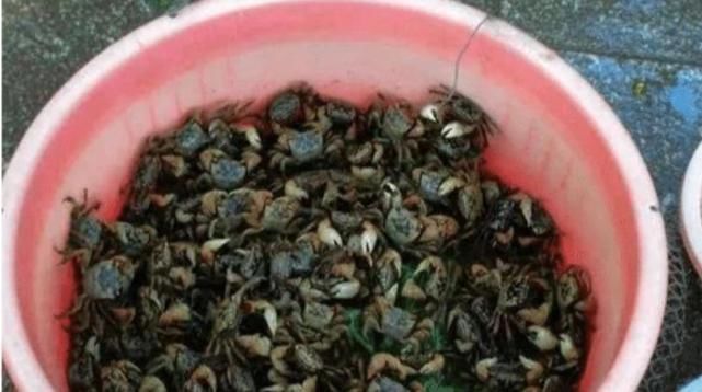 天下|10斤吃不到1两肉,北方人基本不吃,南方人却称其为“天下奇鲜”