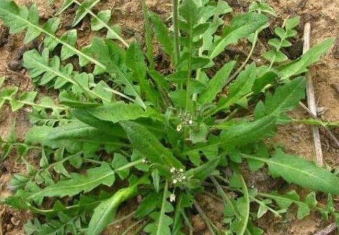 苦瓜|乡下一种不起眼的野草,价值珍贵,不仅好吃,营养价值丰富