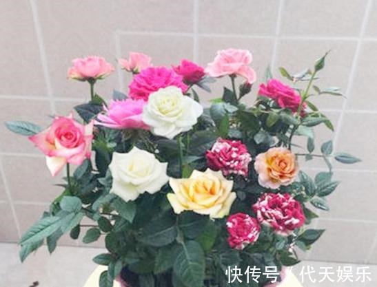 此花一树10色，花色美丽似彩虹，好闻似香水，好养易活，养花首选