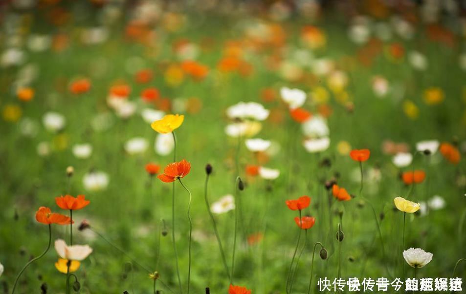 酣睡|杨万里路上遇见个放牛娃,写下首28字趣诗,无一生僻字却如诗如画