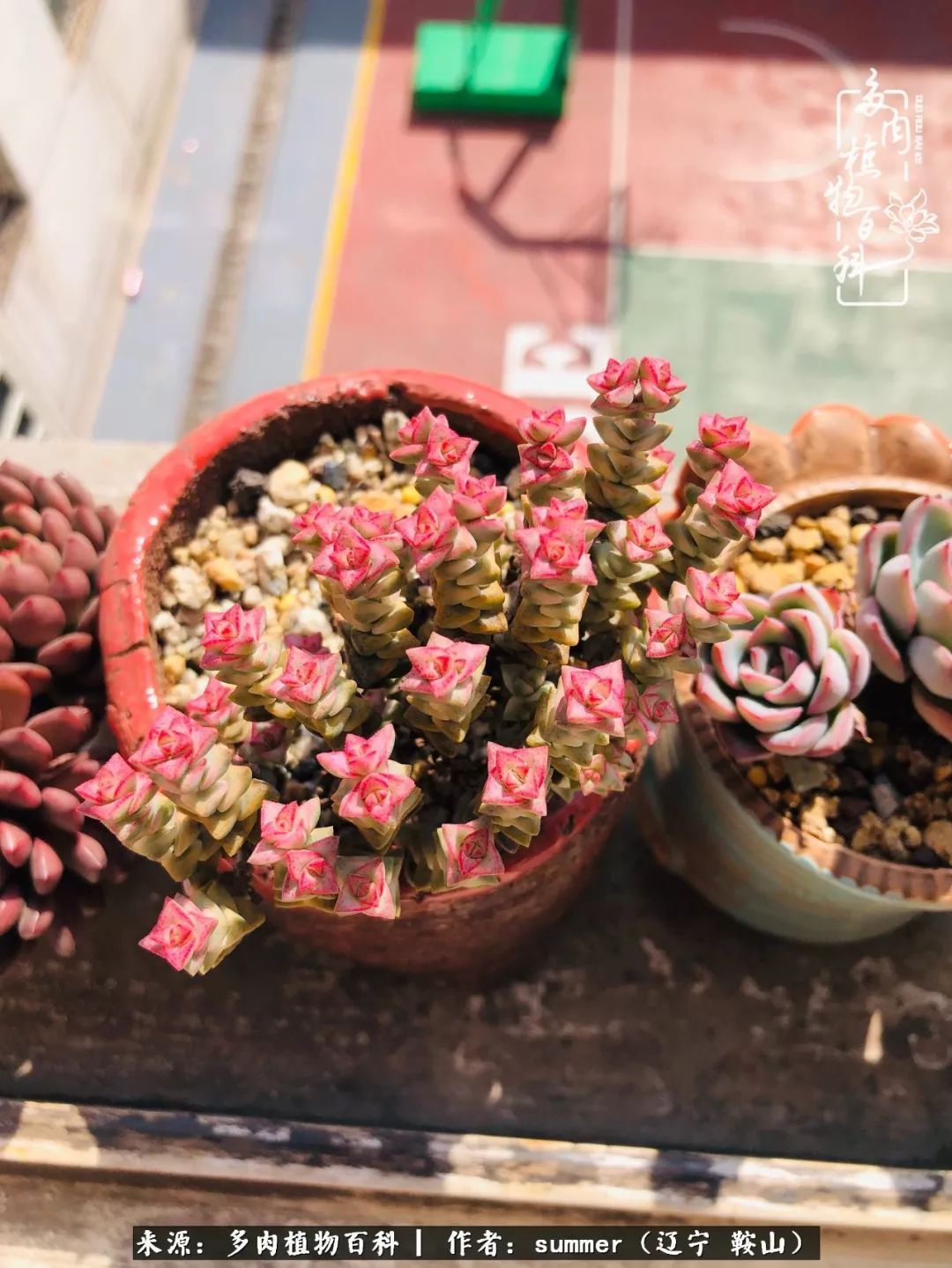 活着即是王道!我和我大东北的多肉们!