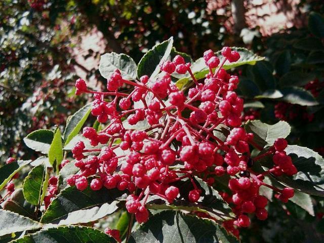 皮肤瘙痒|小小一粒,是湿气过重的克星!能祛湿气、治疗痛经,呵护女人健康