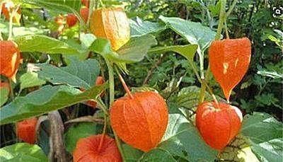 龙葵|小时候常吃却叫不出名字的野果,原来都是价值珍贵的药材,了解下