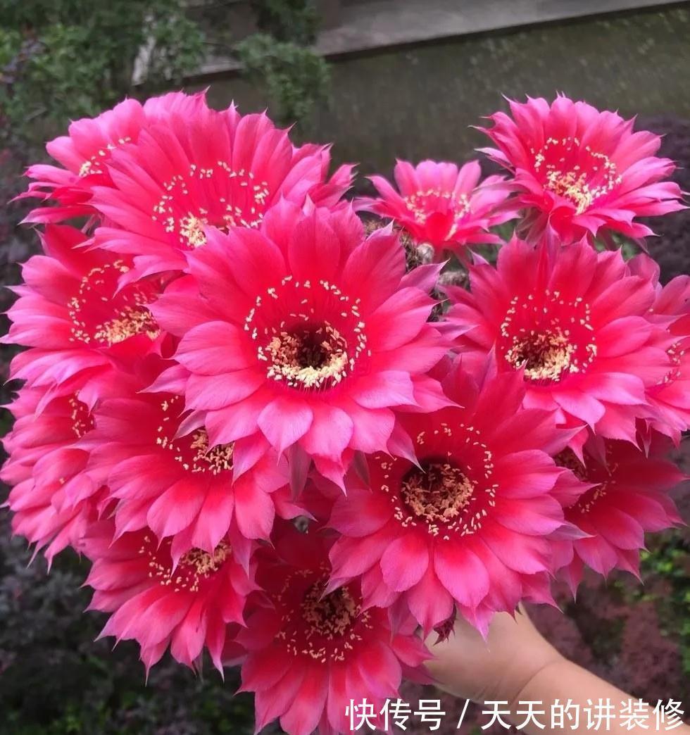 仙人球会开花吗，你的仙人球不开花，可能是你忽略了3点