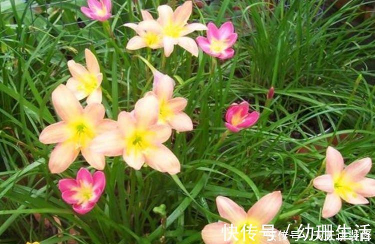 牡丹吊兰|养花就养4种花,家里养一盆,甲醛、二手烟全跑光!