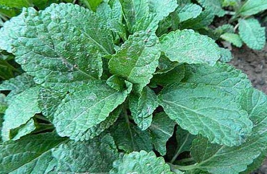 苦菜|以下四种野菜,常常被认为是田间杂草,却不知营养价值非常高!