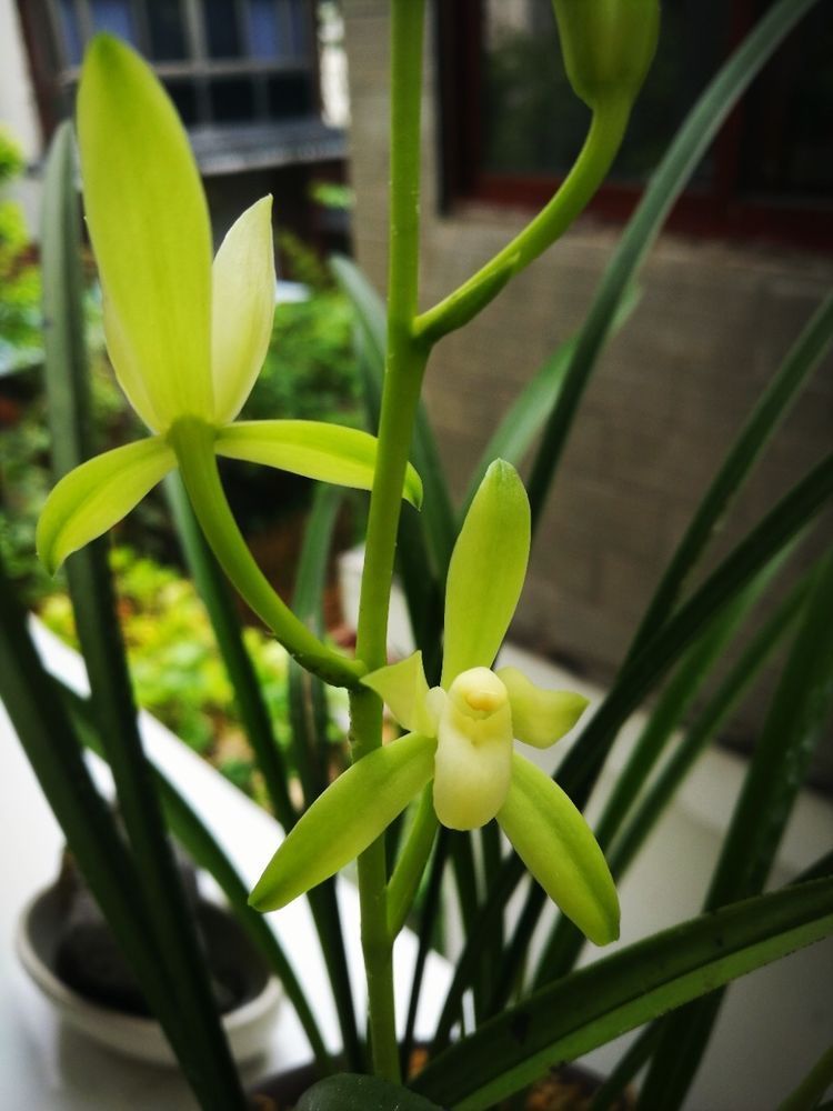 喜欢菊花,不如养盆优良名菊“黄鹤楼”,似金玉起楼,绚丽典雅!