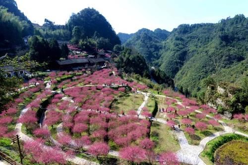 湖南，花事繁华