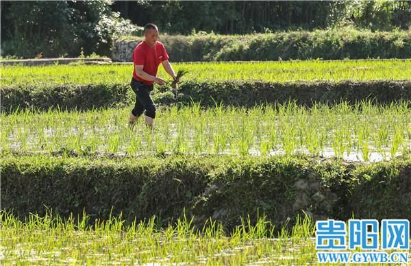 芒种|贵阳乌当区李资村：芒种时节，不误农时