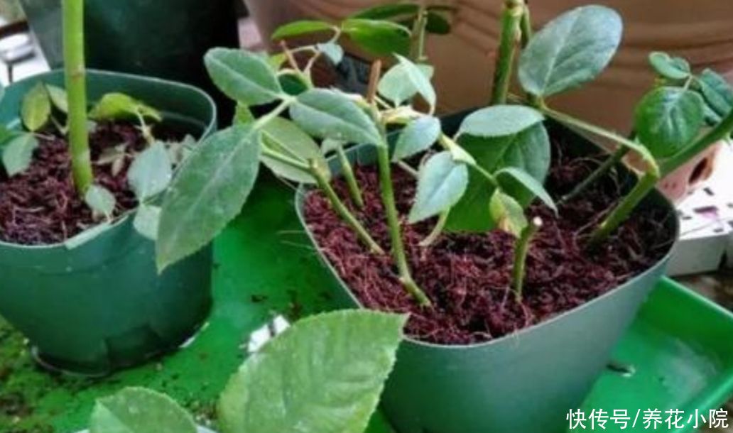 成活率|扦插月季、三角梅，掌握4个“技巧”，20天长满根