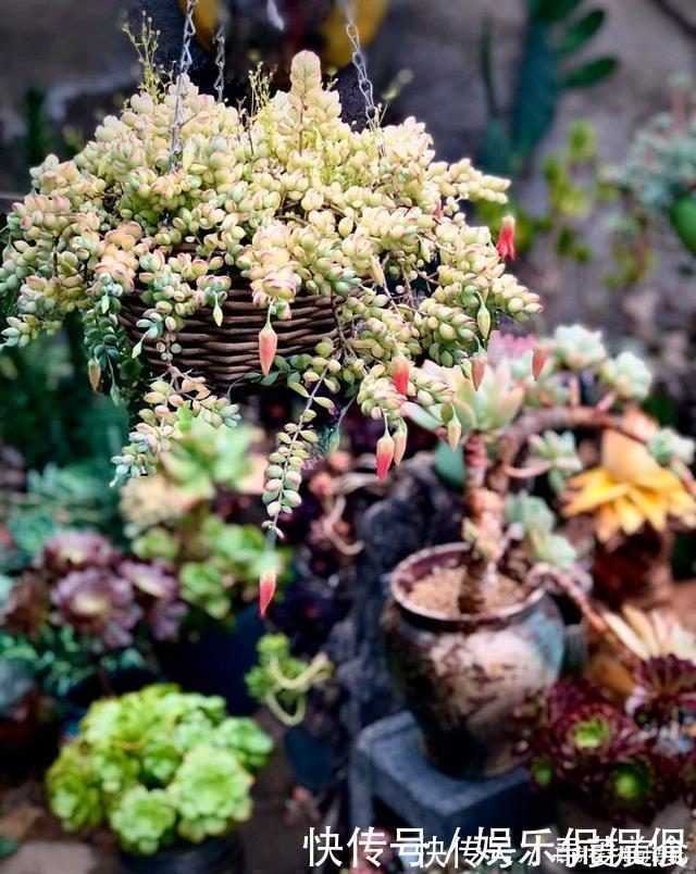 多肉圈|他痴迷养多肉,将500多盆多肉养出“高级感”,大家都夸美如仙境